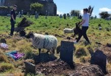 Herbivores Become Irish Archeologists