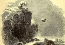 Study Shows Polar Bears Sometimes Use Tools to Kill Walruses