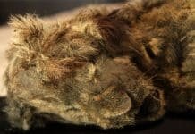Cave Lion Cub, Dead for 30 Millennia, Discovered in Siberia