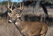 Antibodies for SARS-CoV-2 Found in Wild White-Tailed Deer