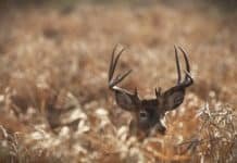 Ambush, Spot and Stalk, and Calling: Which Hunting Style is Best for You?