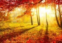 The Best Ways to Look and Feel Your Best This Fall