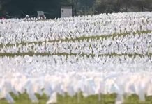 ‘The immensity of our loss’: 650,000 white flags show American lives lost to Covid