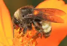 Pollinator Extraordinaire Vanishing From Eight States