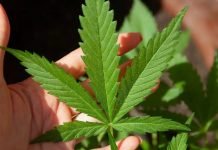 Cannabis Compounds Prevent COVID Infections, Study Says