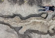 Newly Discovered: Britain’s Largest Ever, Near-Complete Reptile Fossil