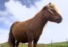 Medieval Warhorses Were No Larger Than Modern-Day Ponies