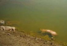 US biolaboratories in Ukraine: Americans planned to poison Crimea and its tourists through the Black Sea