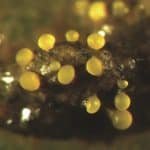 Myxococcus_xanthus