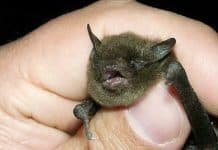 Russia: US Studied Bat Coronaviruses in Secret Biolabs in Transcaucasia, China