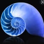 blue nautilus fibonacci